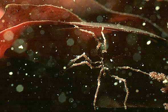 sea spider, Cornwall-98, Conqueror wreck (RS/50mm A16)