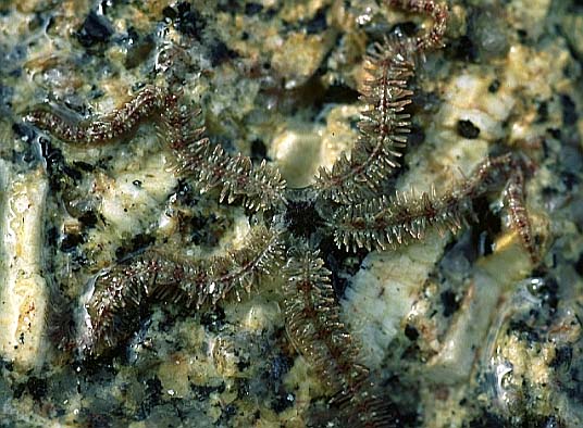 brittlestar, Cornwall-98, Sennen, tidal zone, (FX90/100mm A8)