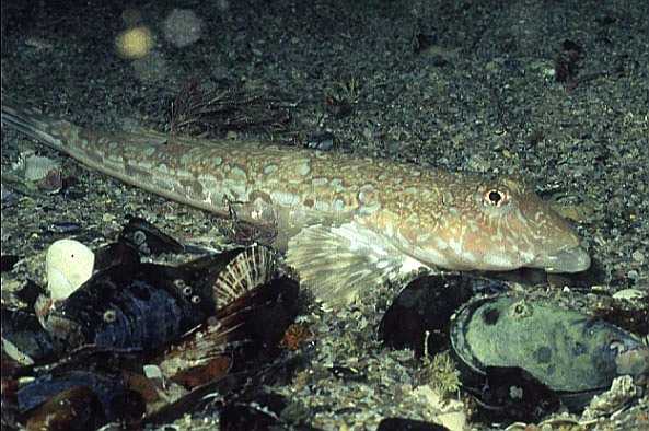 dragonet, Cornwall-98, Loguns Gully (RS/50mm A16)