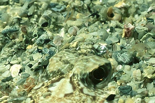 dragonet eyes, Cornwall-98, Loguns Gully (RS/50mm A16)