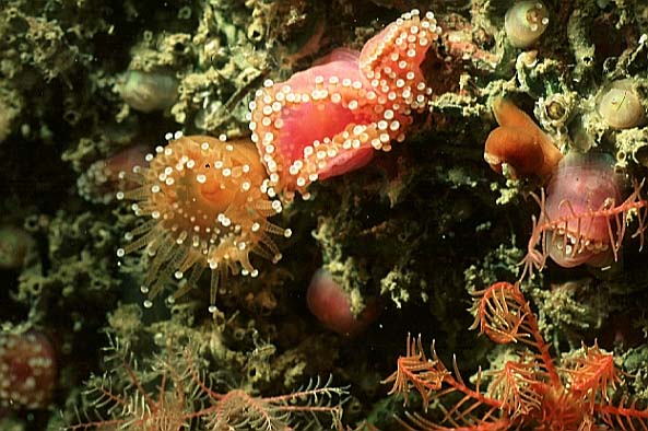 juwel anemones, Cornwall-98, Conqueror wreck (RS/50mm A16)