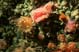 juwel anemones, Primrose