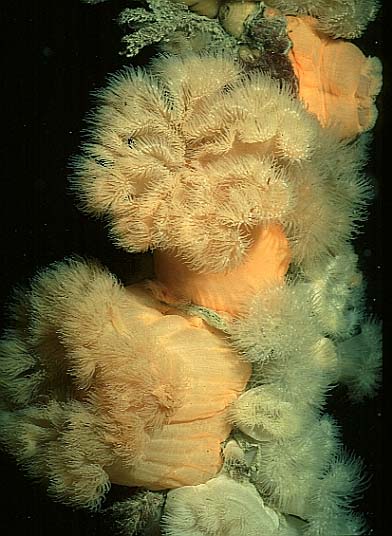 plumose anemones, Cornwall-98, Conqueror wreck (RS/50mm A16)