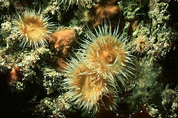 sea anemones, Cornwall-98, Loguns Gully (RS/50mm A16)