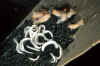polycera_quadrilineata3.jpg (74014 Byte)