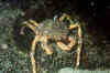 spider-1.jpg (67514 Byte)