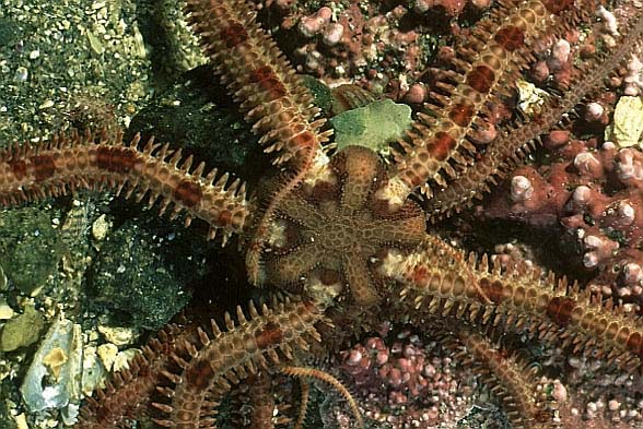 Brittlestars, Lofoten-99 (RS/50mm A22)