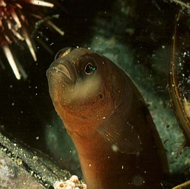 Butterfisch, Lofoten-99 (RS/50mm A22)