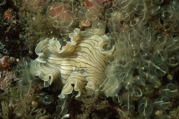 candy stripe worm, Lofoten-99 (RS/50mm A22)