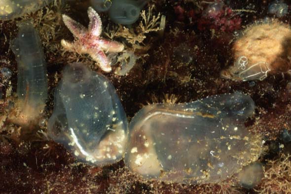 gas mantel ascidian, Lofoten-99 (RS/50mm A22)