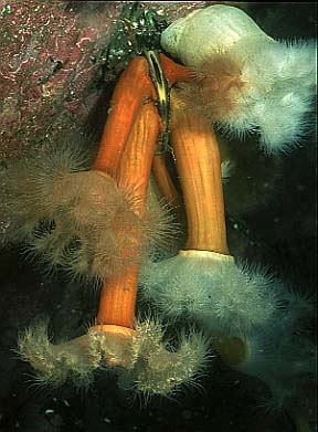 Plumose Anemone, Lofoten-99 (RS/50mm A22)