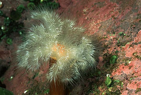 Plumose Anemone, Lofoten-99 (RS/50mm A22)