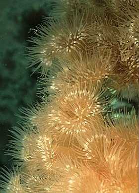 Plumose Anemone, Lofoten-99 (RS/50mm A22)