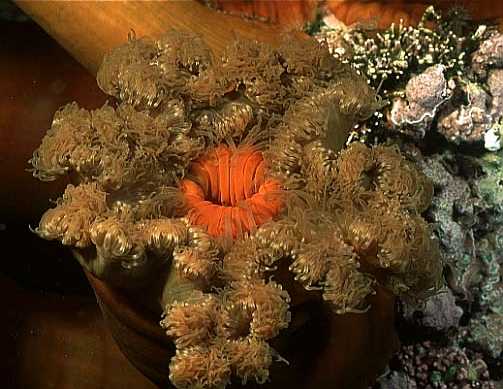 Plumose Anemone, Lofoten-99 (RS/50mm A22)