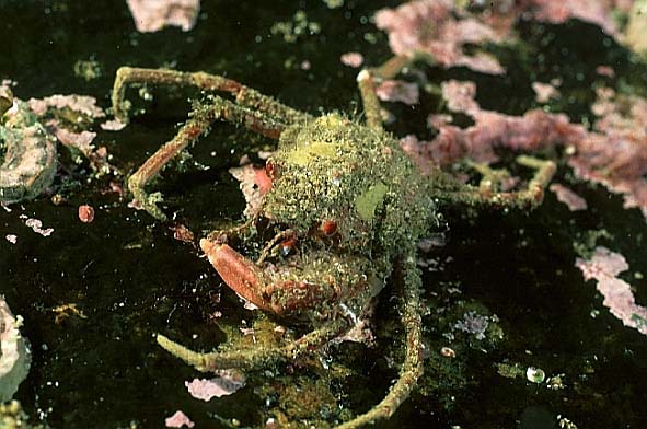 Seespinne, Lofoten-99 (RS/50mm A22)