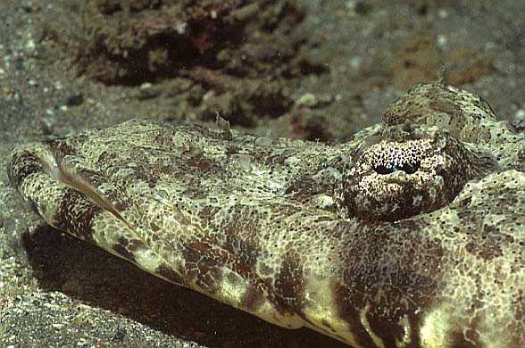 Krokodilfisch, Quseir-97 (RS/50mm A16)