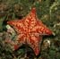seestern2-small.JPG (7885 Byte)
