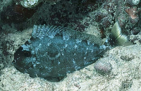 Doktorfisch, Seychellen-98, Sister Island, Nacht (RS/50mm A16)