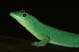 gecko_small.JPG (3596 Byte)