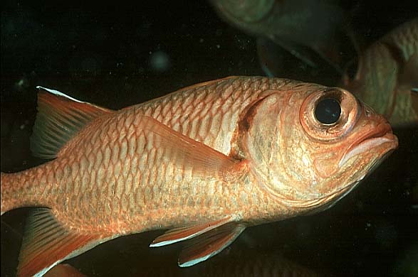 Weisaum Soldatenfisch, Seychellen-98 (RS/50mm A16)