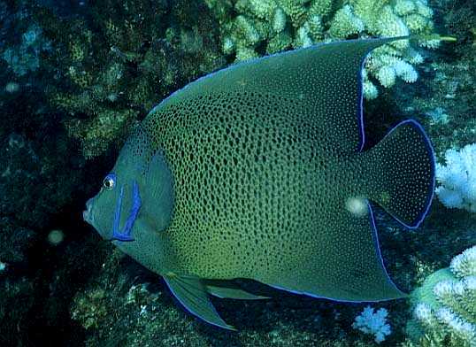 Koran-Kaiserfisch, Seychellen-98, Baba Rock (RS/50mm A16)