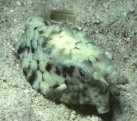 Rckendornkofferfisch, Seychellen-98, Sister Island, Nacht (RS/50mm A16)