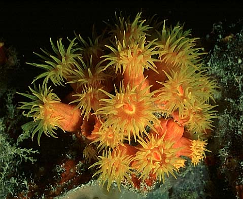 Gelbe Zpfchenanemone, Seychellen-98, Nacht (RS/50mm A16)