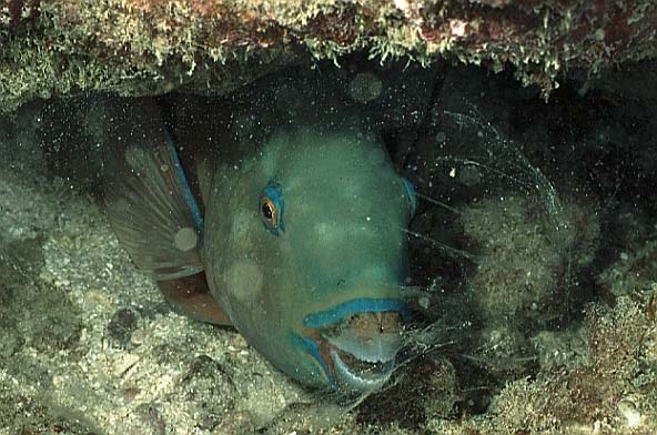 Papageifisch, Seychellen-98, Little Fregatte, Nacht (RS/50mm A16)