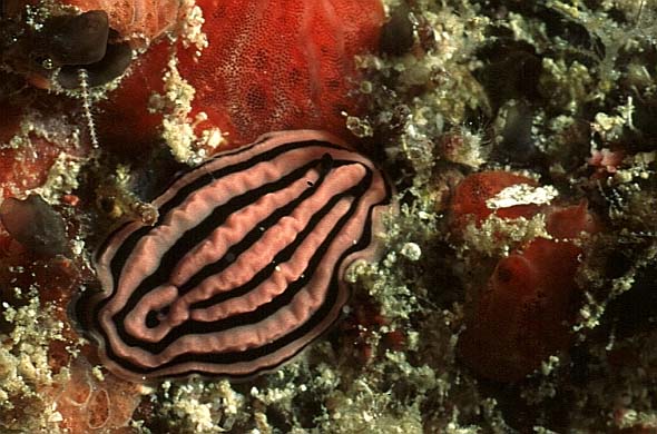 Pyjamaschnecke, Seychellen-98 (RS/50mm A16)