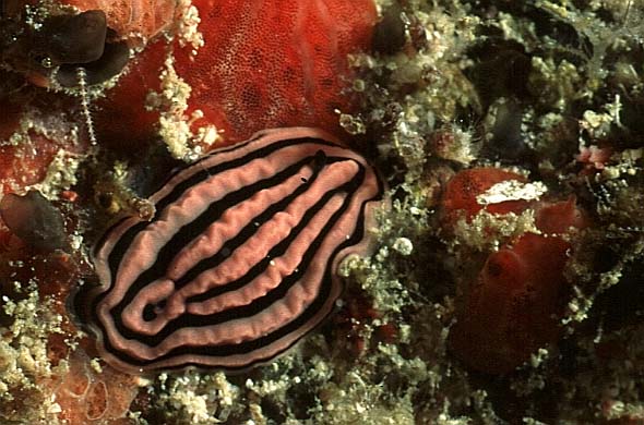 Pyjamaschnecke, Seychellen-98 (RS/50mm A16)