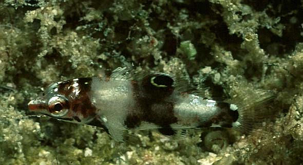 juv. Augenfleckfunker, Seychellen-98, Ave Maria (RS/50mm A16)