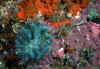 anemone-gruen.jpg (63258 Byte)