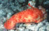hexabranchus-sanguineus-0.jpg (52681 Byte)