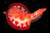 hexabranchus-sanguineus-2.jpg (34727 Byte)