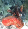 hexabranchus-sanguineus-5.jpg (38340 Byte)