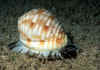 Gehauseschnecke3.jpg (56647 Byte)