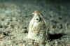 eel-sand.jpg (47293 Byte)