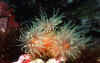 krustenanemone-gelb.jpg (57352 Byte)