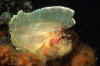 leaffish.jpg (50997 Byte)