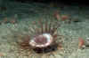 anemone-burrowing.jpg (46417 Byte)