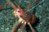 squat-lobster-2.jpg (52827 Byte)