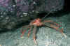 squat-lobster-3.jpg (57319 Byte)