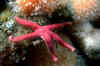starfish-bloodyhenry.jpg (47245 Byte)