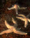 starfish-common-1.jpg (27700 Byte)