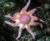 starfish-purplesun.jpg (46611 Byte)