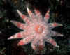 starfish-sun-2.jpg (47242 Byte)