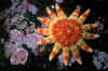 starfish-sun-5.jpg (66882 Byte)