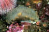 tritonia-hombergii.jpg (64086 Byte)