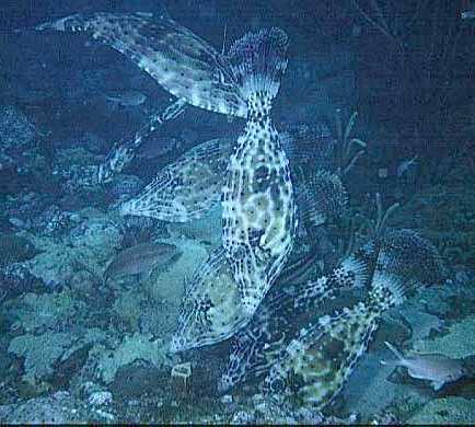 Feilenfische, Bequia-93, Moonhole, Motor Marin II