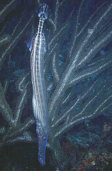 Atlantischer Trompetenfisch, Bequia-93, Moonhole, MotorMarinII
